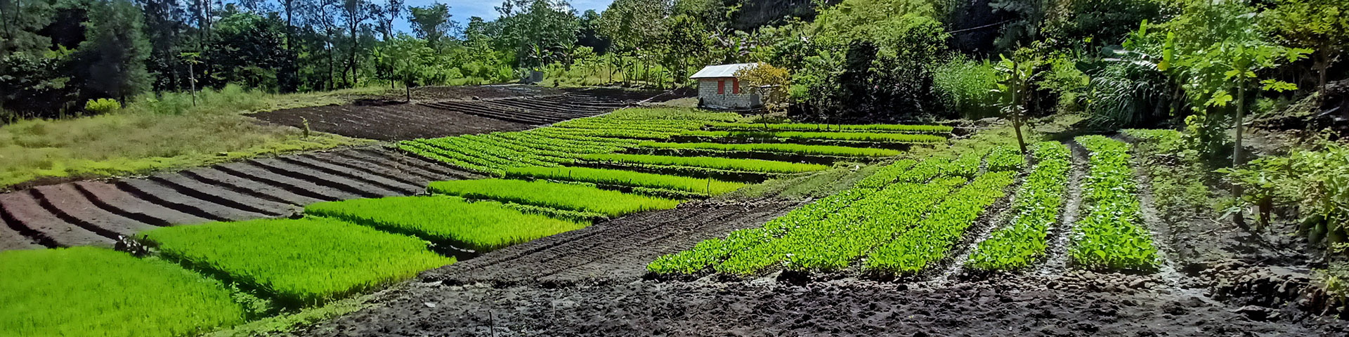 Plantage einer Erzeugergruppe im Regierungsbezirk Südzentraltimor, Provinz Ost-Nusa Tenggara.