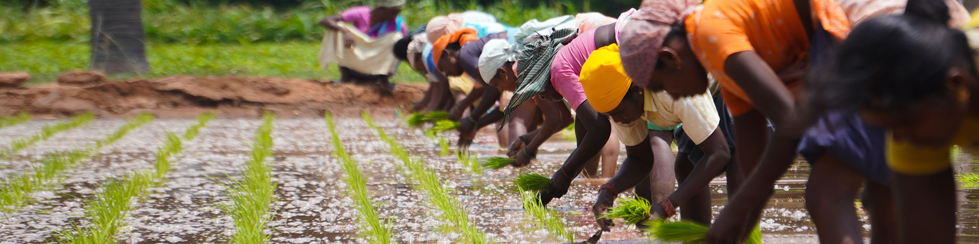 Feldarbeiter*innen pflanzen Reis an.