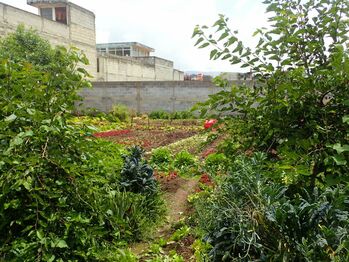Durch urbane Hausgärten wird die Lebensmittelsicherung verbessert.