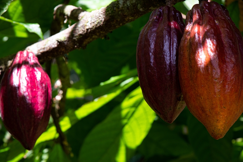 Lilafarbene Kakaofrüchte an einem Baum