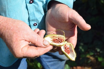 Ein Bauer hält eine Urucum-Frucht mit Samen in den Händen.