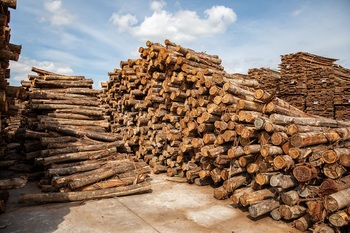 Holz vor der Verarbeitung bei dem Thang Loi Enterprise, Phu Tai Joint Stock Company.