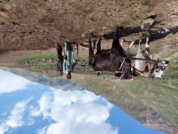 Zwei pakistanische Arbeitskräfte arbeiten mit zwei Rindern auf einem Feld.