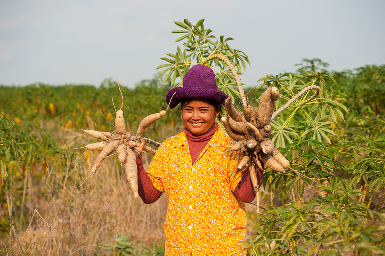 Eine Frau auf einem Feld hält Maniok-Pflanzen in die Höhe.