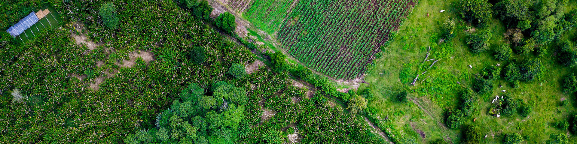 Landwirtschaftliche Flächen und Felder aus der Luft fotografiert.