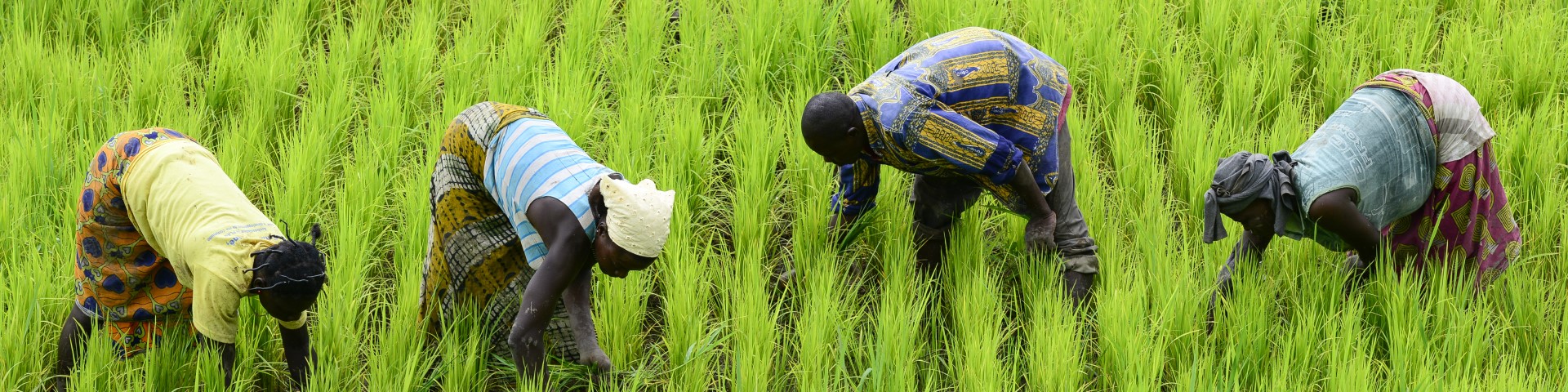 Bäuerinnen und Bauern arbeiten auf einem Reisfeld.