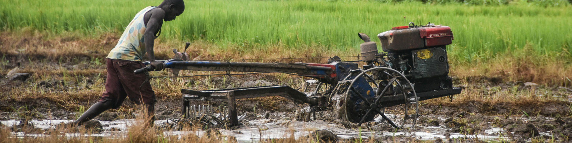 Ein Reisbauer schiebt einen Pflug