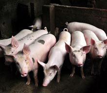 Vietnam. Pig residue resource © GIZ