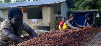 Ghana. Frauen verteilen Kakaobohnen auf einem Trockentisch. © GIZ