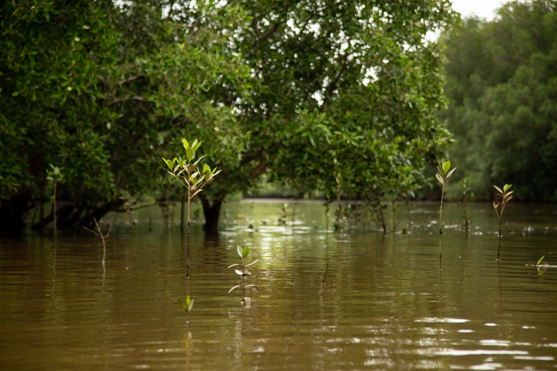 Ein Sumpf im Mangrovenwald.