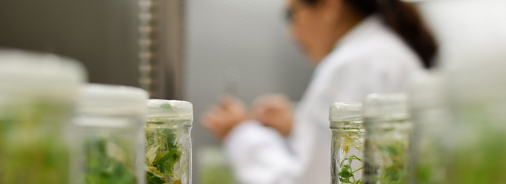 Laborumgebung mit fokussierten Pflanzenproben im Vordergrund und einer unscharfen Forscherin im Hintergrund.