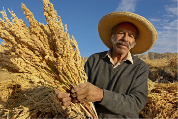 Peru. Quinoa farming is at risk due to extreme weather events. © GIZ