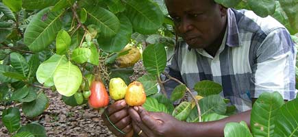 A man is harvesting cashew nuts.
