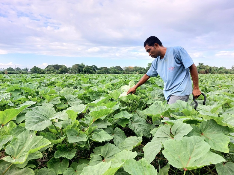 A man stands in a rice field that has been converted into an okra farm to counterbalance the limited level of irrigation. Copyright: Jimmy LORO / GIZ