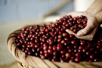 A hand reaching into a basket with coffee beans.
