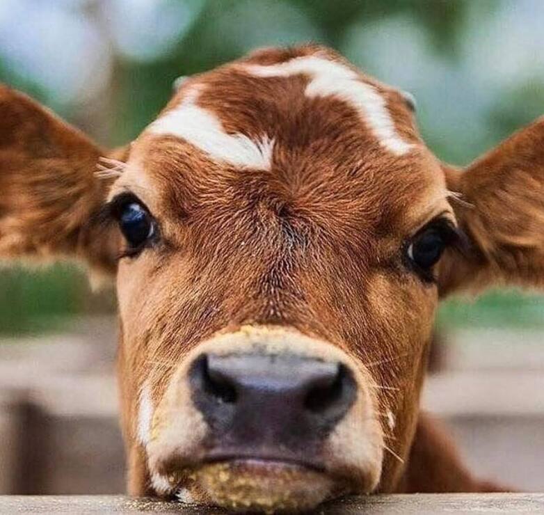 The head of a cow.