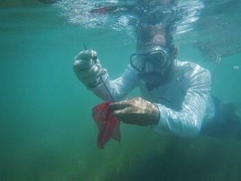 A skin diver is removing marine litter.