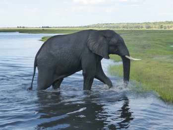 Elephant bathing in Chobe National Park, Botswana  © GIZ, C-NRM