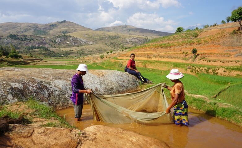 Two people standing in a fishpond holding a net in their hands.