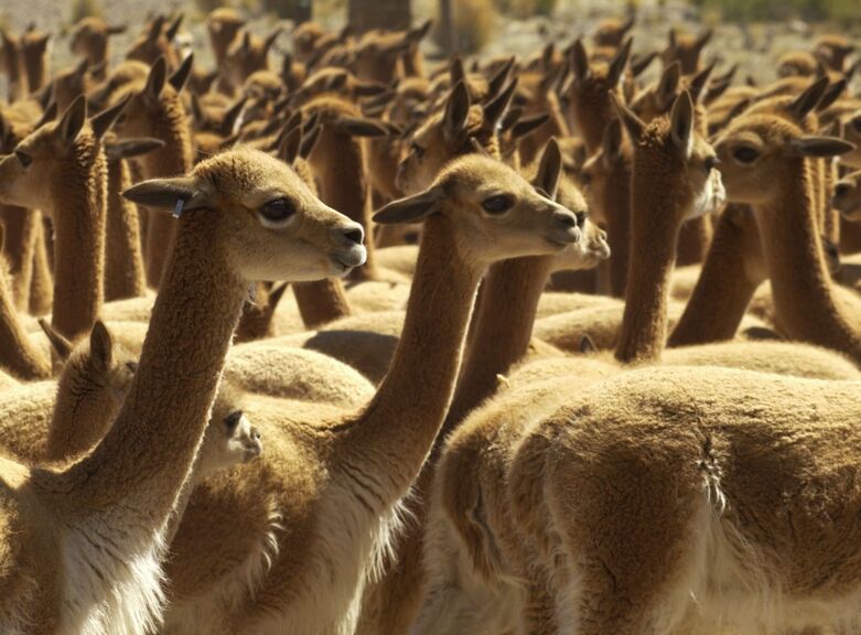 A herd of vicuñas at the Salinas y Aguada Blanca National Reserve.
