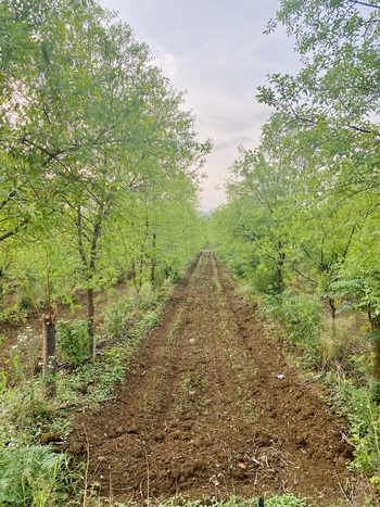 Sandalwood plantations in Maharashtra (GIZ/Aruneema Singh)