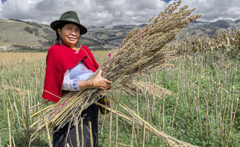A woman holds a large sheaf of quinoa.