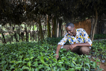 A farmer sitting among coffee plants.