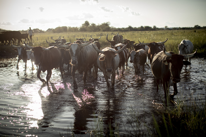 A herd of cattle crosses water.