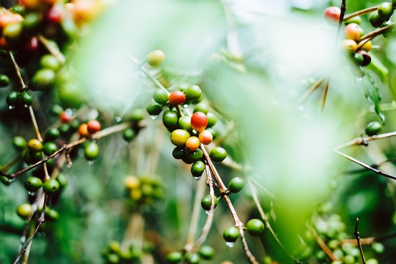 Green, yellow and red coffee cherries in Guatemala © Unsplash/Gerson Cifuentes