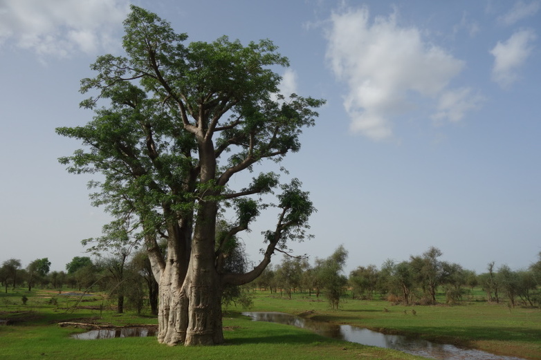 Un baobab dans le Guidimakha. ©GIZ/Lea Belitz