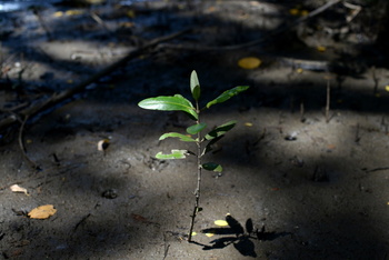 Small mangrove seedling © GIZ/Jose Diaz 