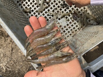 Person holds six shrimp in their hand