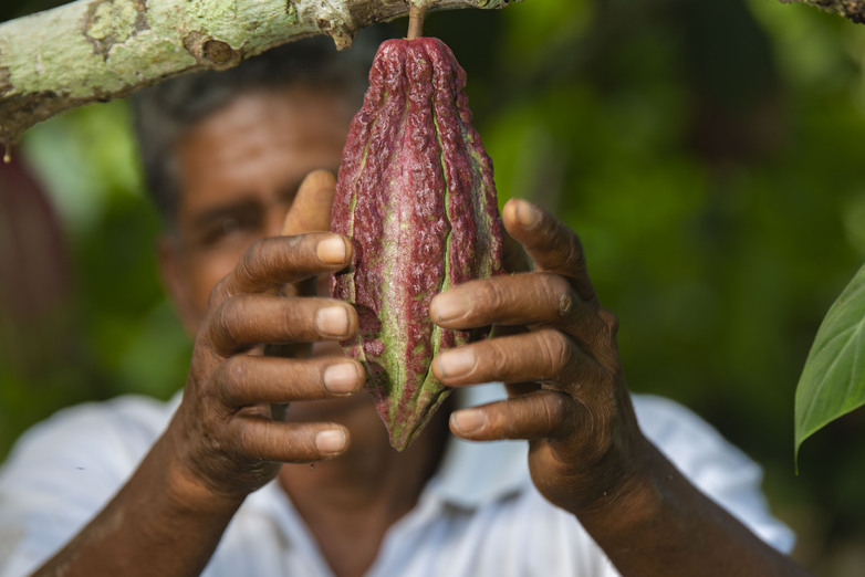 Un hombre rodea con las manos un fruto de cacao rojo que cuelga del árbol.