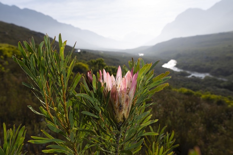 Image 2: Fynbos © GIZ / CSP The image shows the fynbos, a small belt of natural shrubland or heathland vegetation located in the Western Cape and Eastern Cape provinces of South Africa. It is known for its exceptional degree of biodiversity, but this is threatened by human activities.  