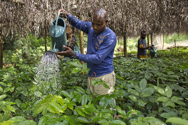 A man using a watering can to water young plants in a tree nursery for forest plantations. Copyright: GIZ / Alexander Schuecke