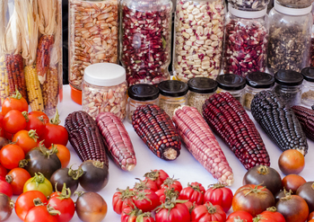 Tomatoes, corn on the cob, and corn kernels in jars on a table.