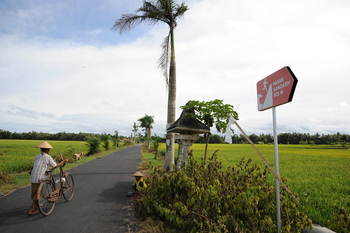 A person pushes a bicycle along a path between two green fields and palm trees.