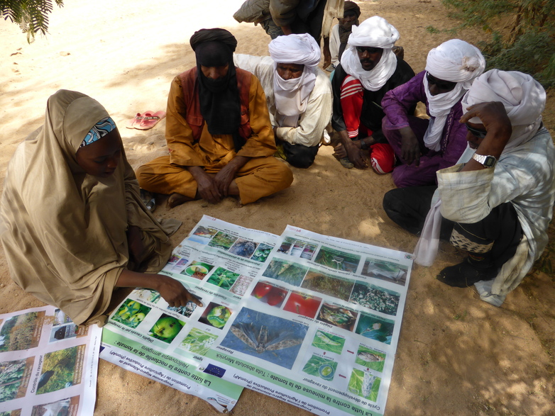Farmers sitting with an advisor who is informing them about cotton bollworms using charts. Copyright: GIZ