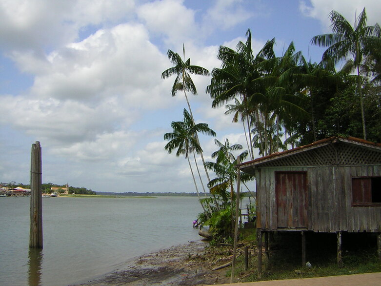 A riverbank with palms and a shack