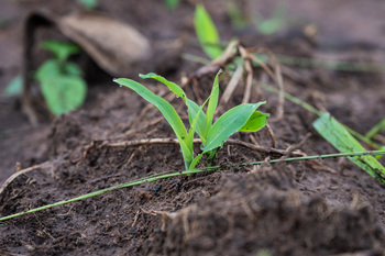Small maize plants in the soil