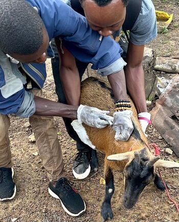 Two animal health workers vaccinate a goat.