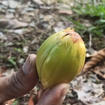 A hand holding a tengkawang nut.