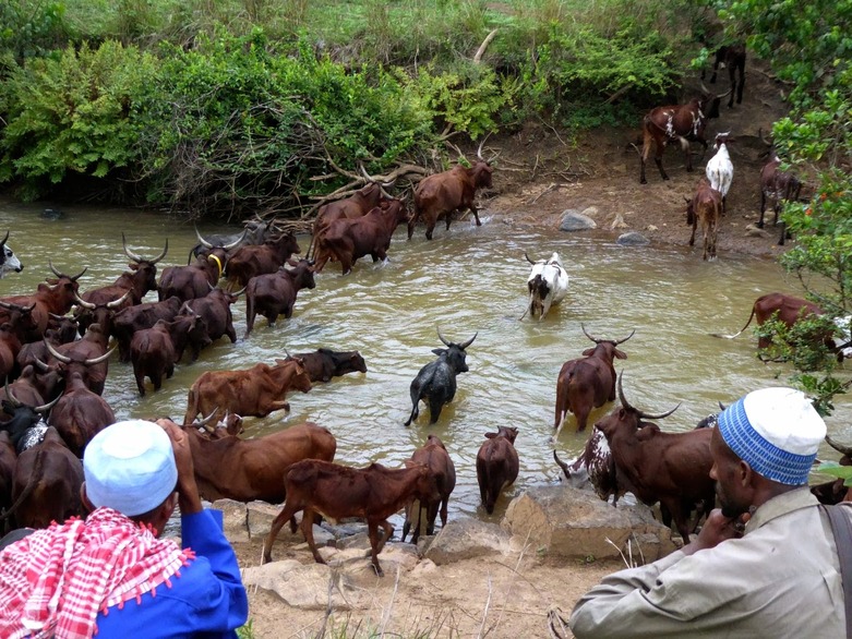 Two herders watch their herd of cows cross a river. Copyright: GIZ