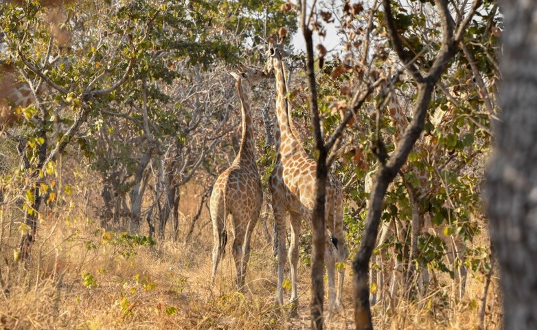 Two giraffes gracefully stroll through a lush forest, their long necks reaching for the treetops.
