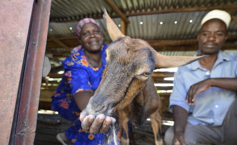 A livestock breeder feeds a goat.