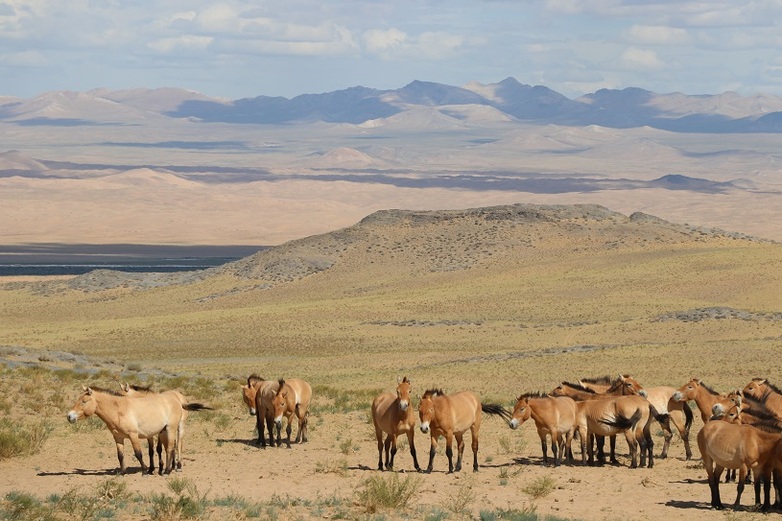 A herd of wild Przewalsk’si horses stands in the vast hilly landscape of the Khomyn Tal National Park. This is managed by a non-governmental organisation and is therefore supported by SPACES II for co-management.