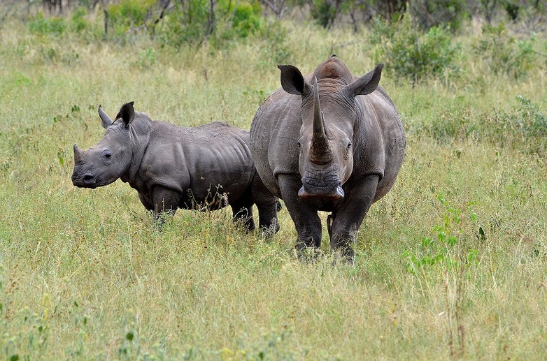 Two rhinoceroses. © GIZ / Stephan Paulus