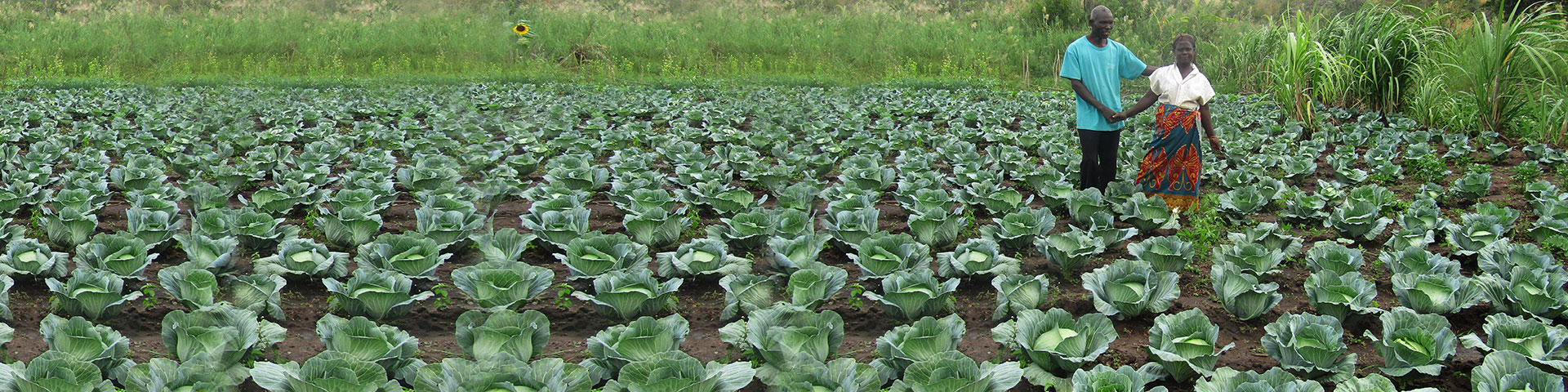 Vegetable growing by small farmers with improved seeds in Zambia  © GIZ, C-NRM