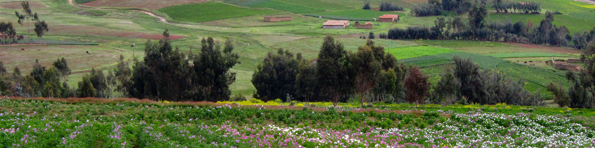 A field of potatoes in flower in undulating countryside.