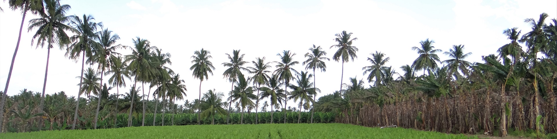 A turmeric plantation.